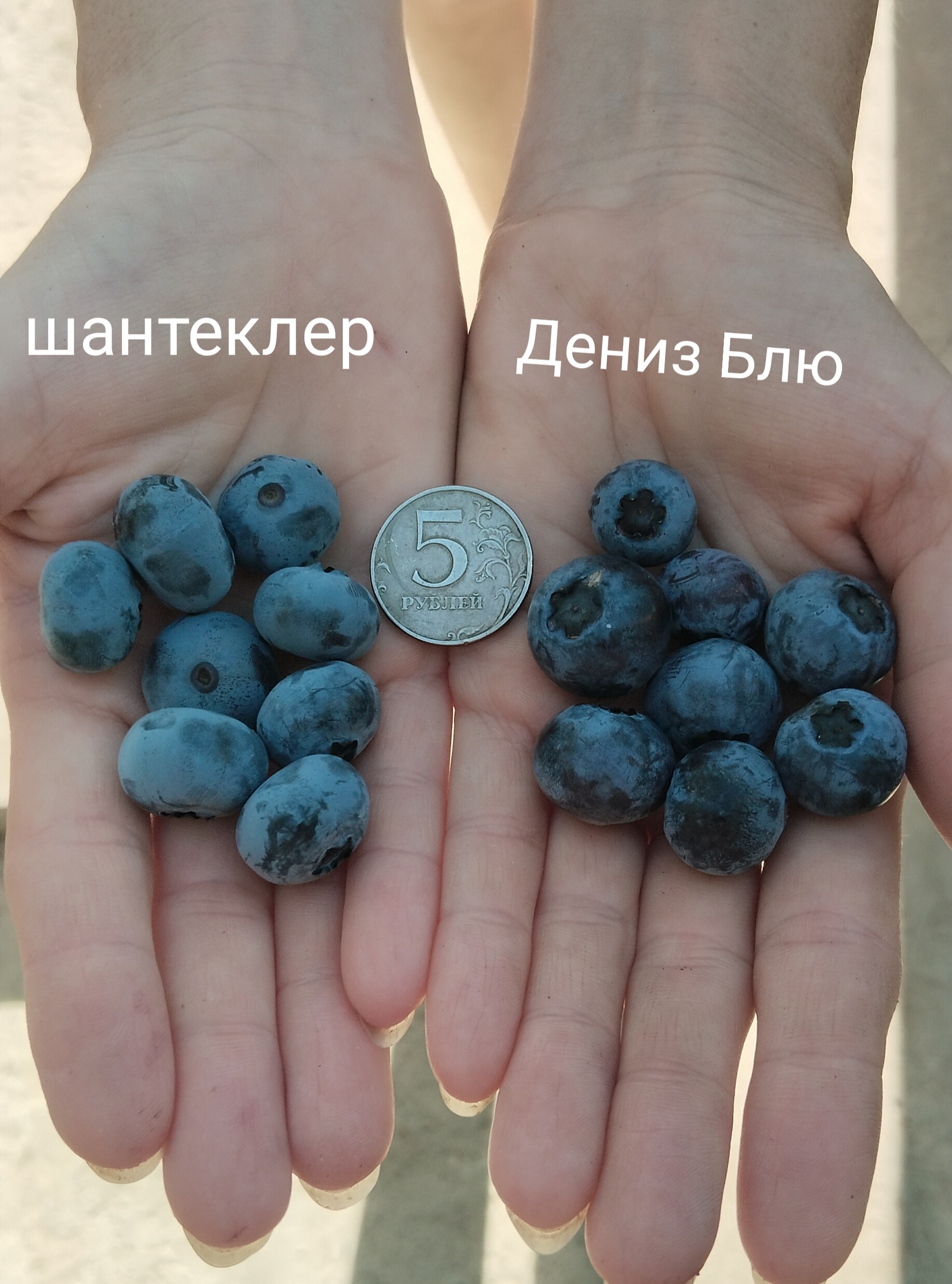 О питомнике